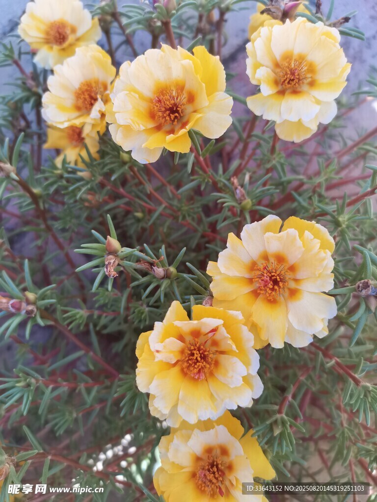 娇艳黄色花朵绽放