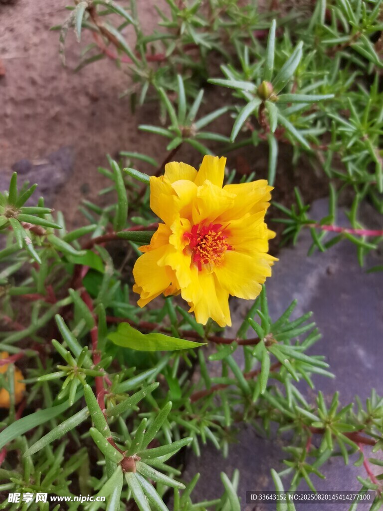 黄色娇艳太阳花绽放