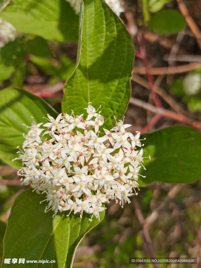 白色簇状花朵特写