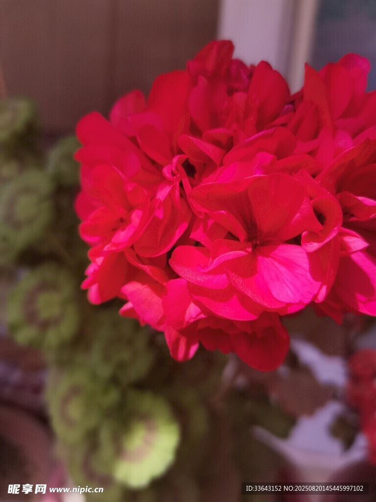 娇艳红玫瑰绽放