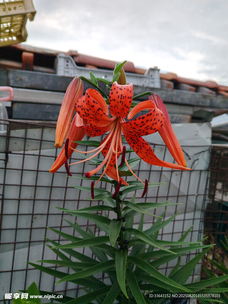红色展翅雕塑立于绿植旁