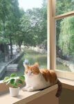 窗边猫咪赏景惬意时光