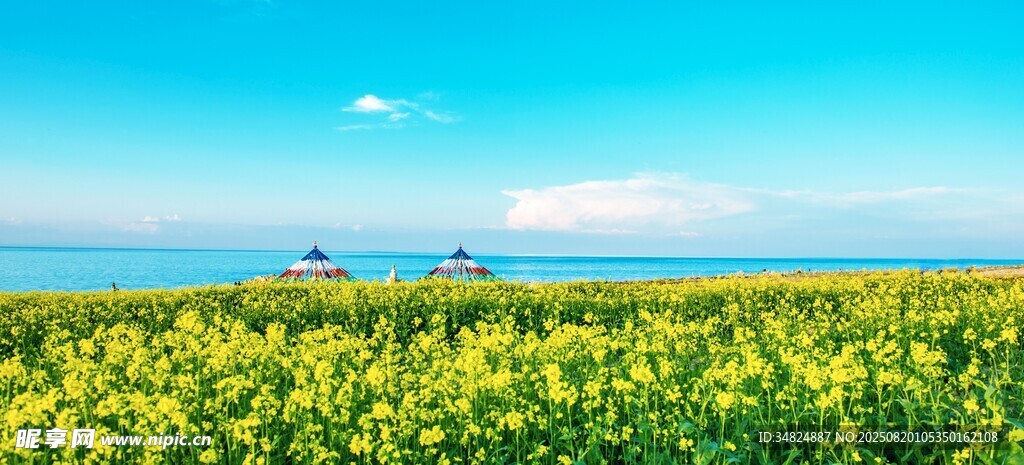 金黄花海蓝天之下的美景
