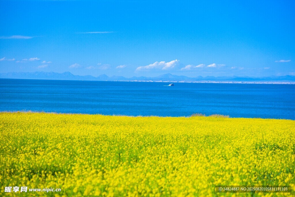 海边油菜花田美丽景致