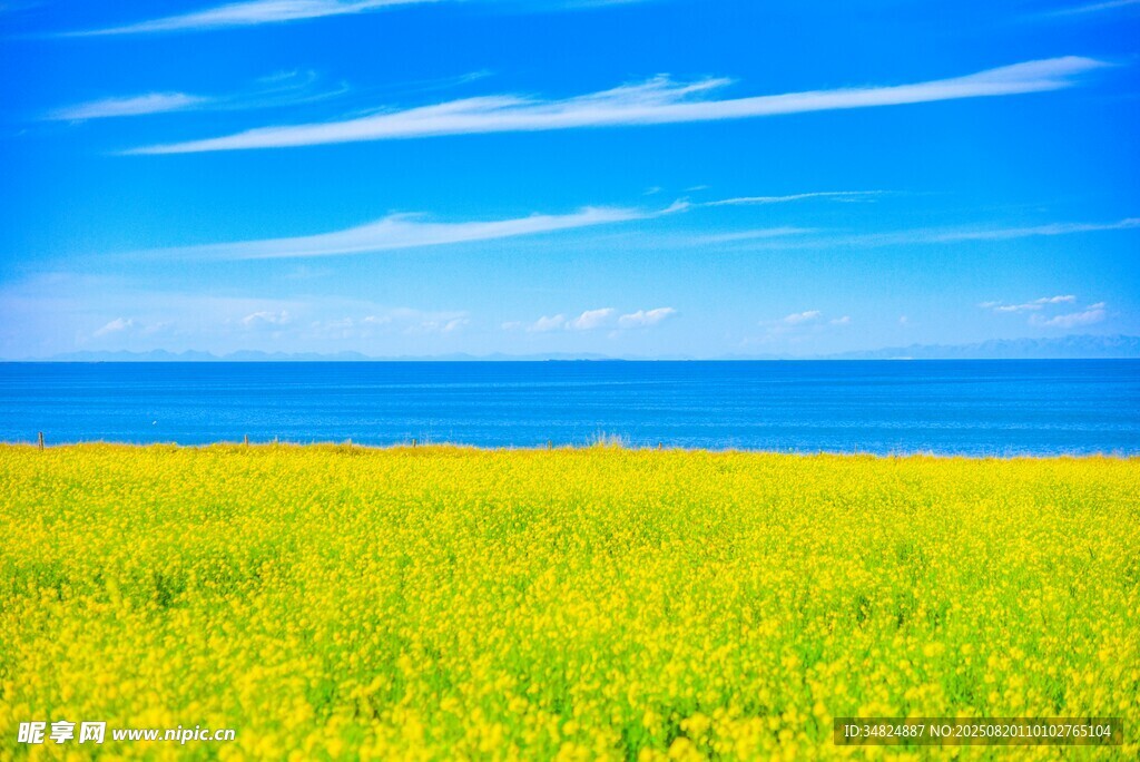 金黄花海与蔚蓝大海相映