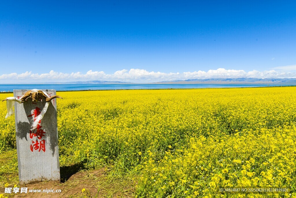 青海湖畔的灿烂油菜花海