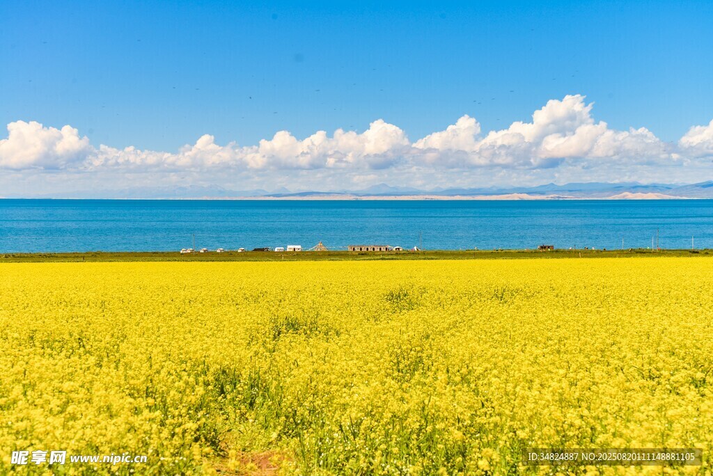 青海湖畔油菜花海美景