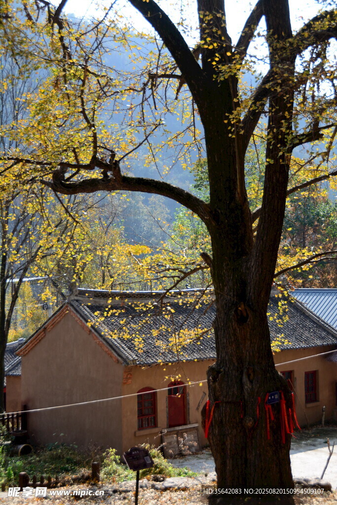 秋日树下古朴民居
