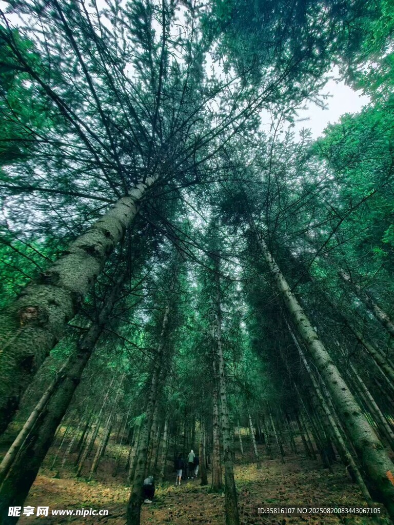 茂密森林中的高大树木