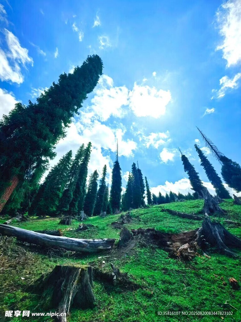 阳光照耀下的森林草地景观
