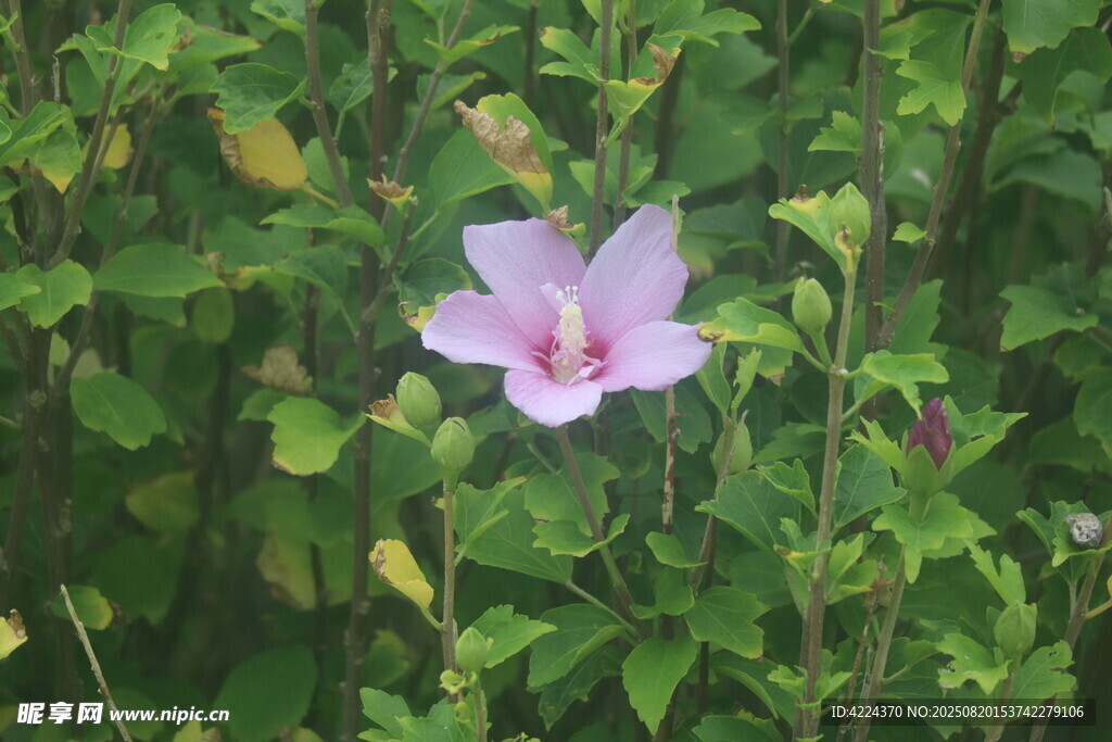 木槿