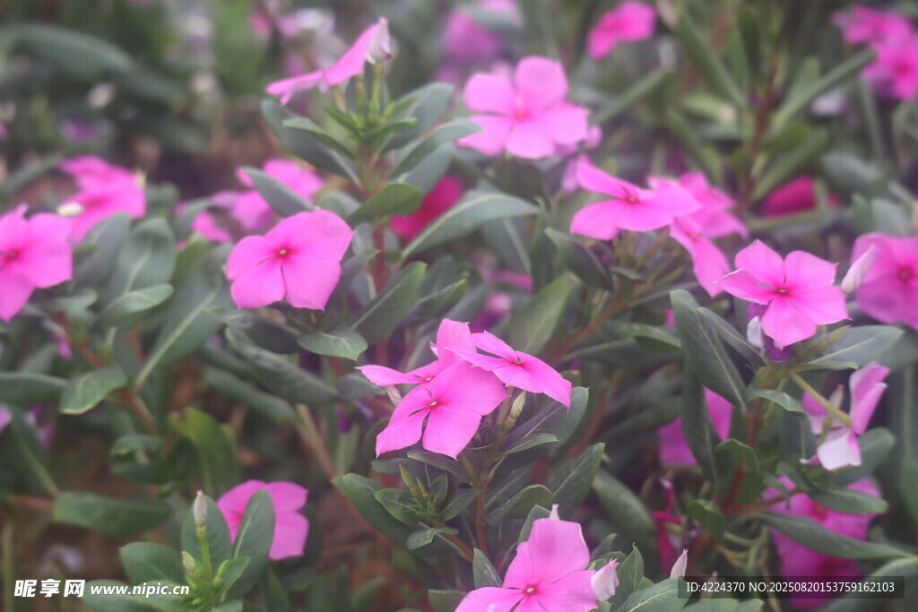 长春花