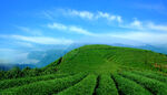 牛角山生态茶园