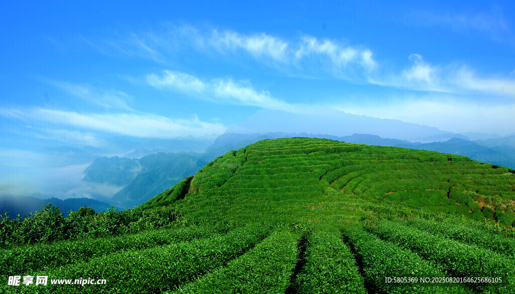 牛角山生态茶园