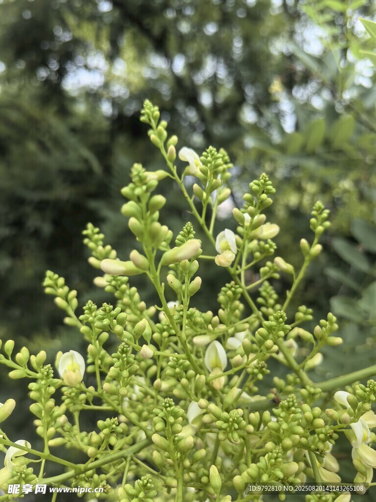 槐树花