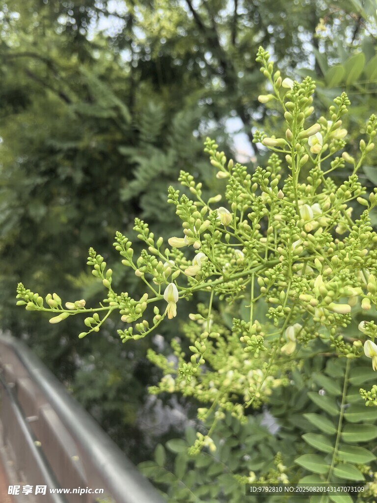 槐树花