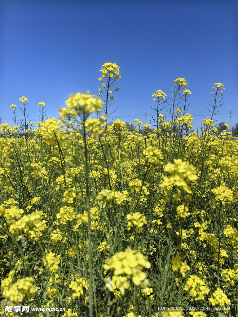 油菜花