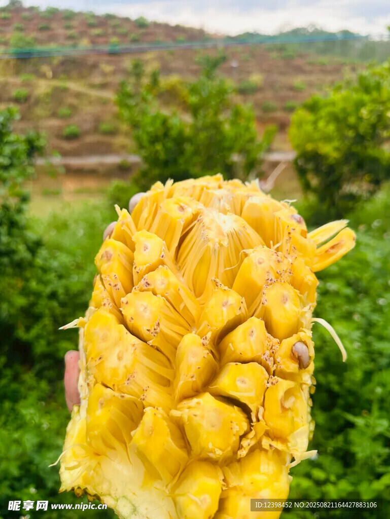 菠萝蜜