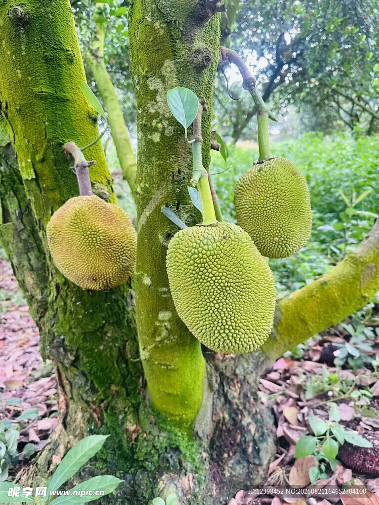 树上的菠萝蜜果实饱满