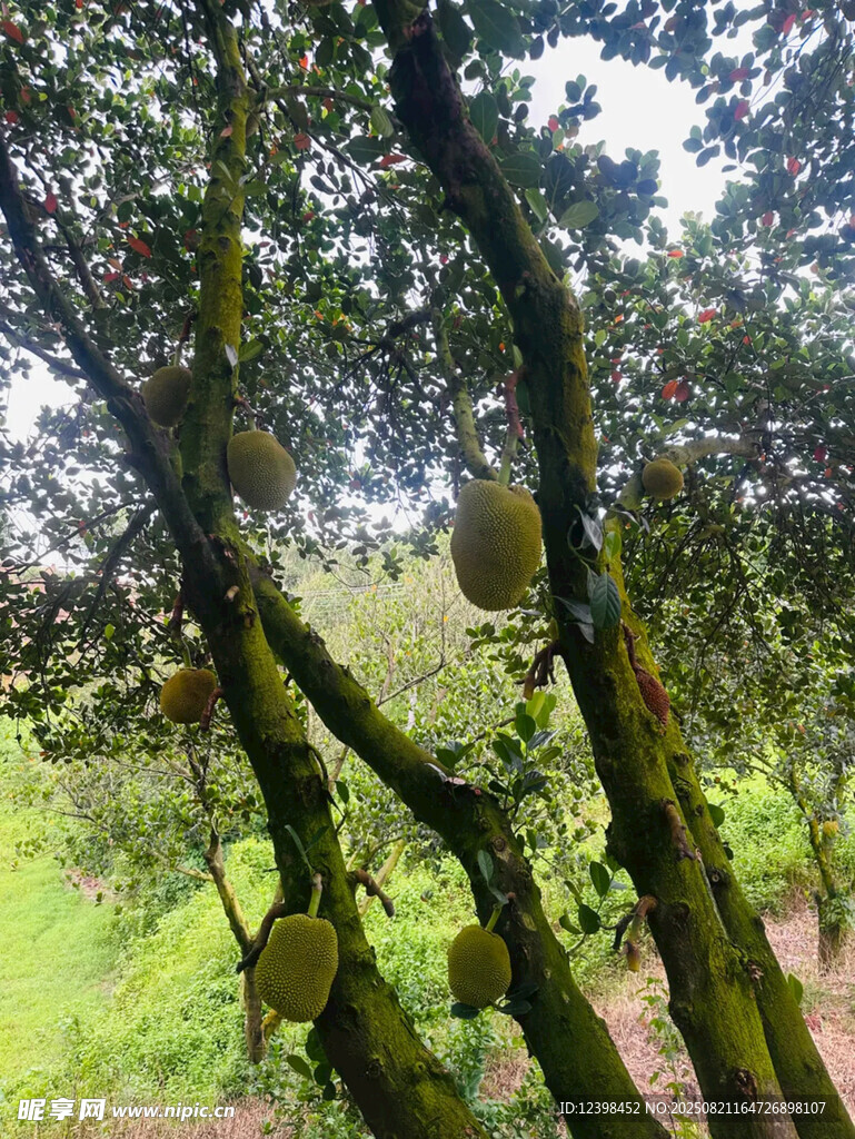 菠萝蜜
