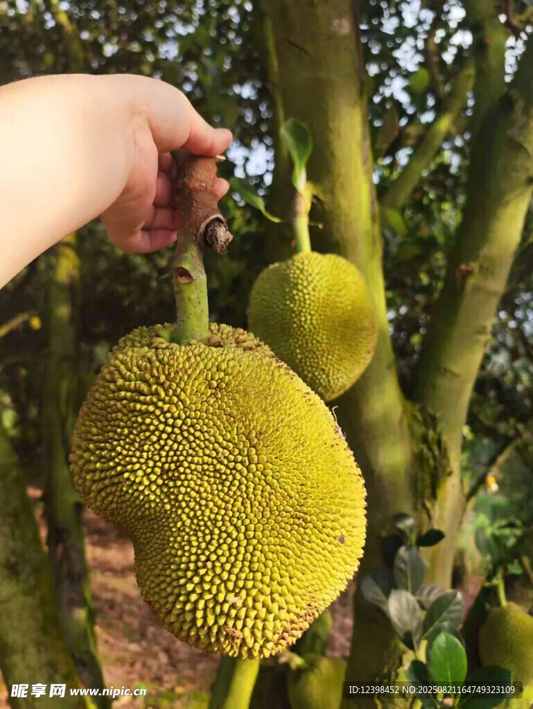 菠萝蜜