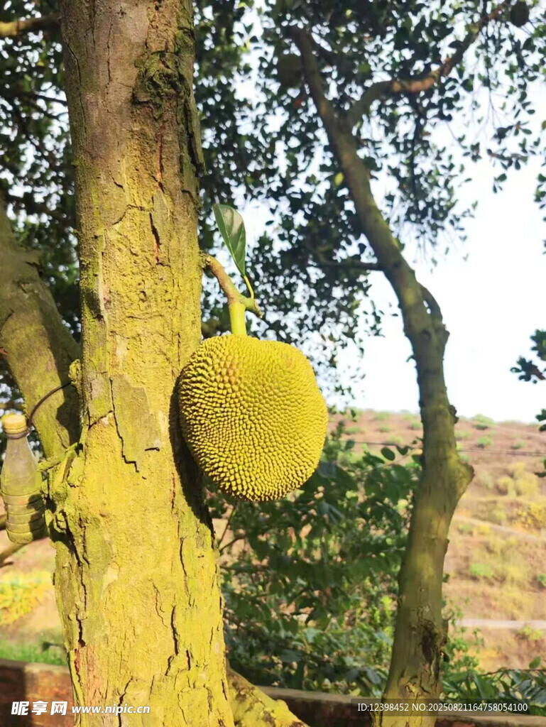 菠萝蜜