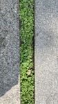 绿植 植物 花草 苔藓 绿苔