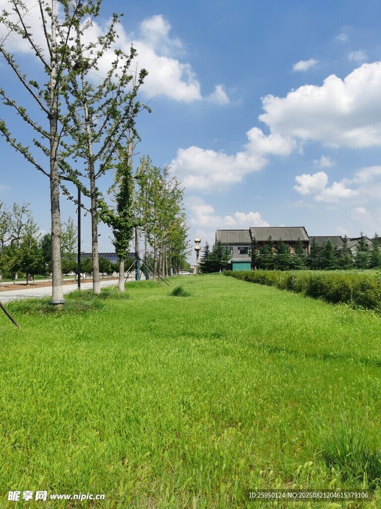 绿意盎然的开阔草地景观
