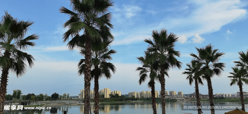海滨整齐排列的棕榈树风景