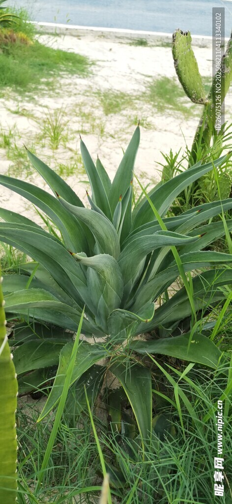 翠绿芦荟植物特写