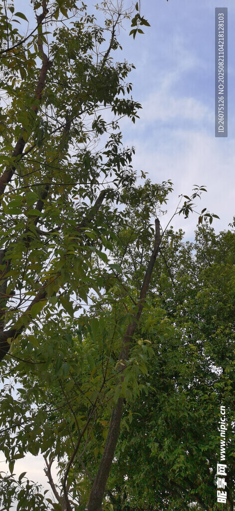 繁茂绿树映衬蓝天