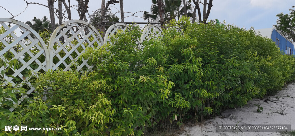沙地里翠绿灌木丛与白色栅栏景观
