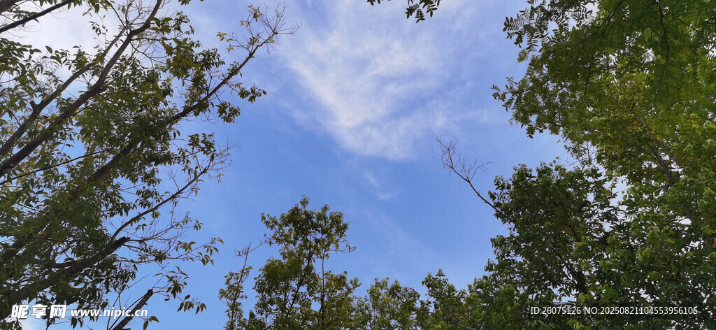 仰望蓝天绿树间的风景