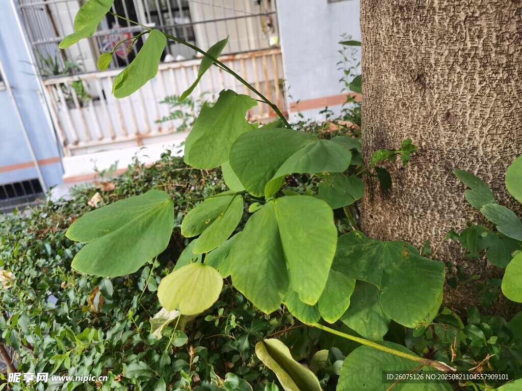 树干旁的翠绿阔叶植物