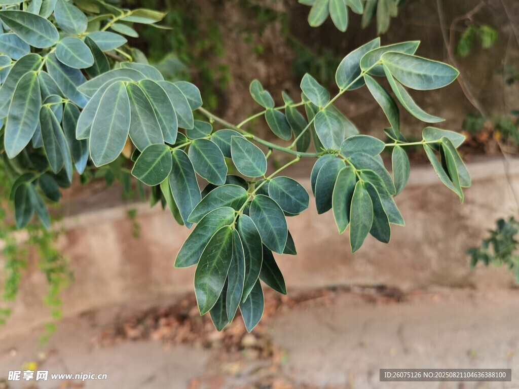 绿叶植物枝叶特写