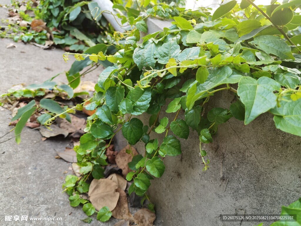 墙边翠绿藤蔓生机盎然