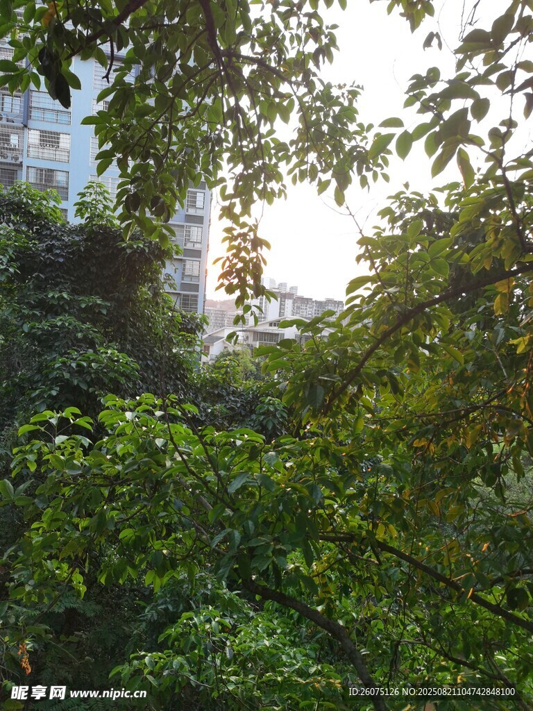 林间绿意阳光斑驳