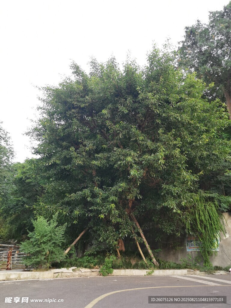 路边茂盛大树