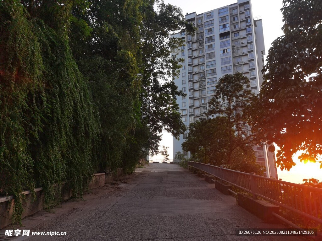 夕阳下林荫小道与高楼