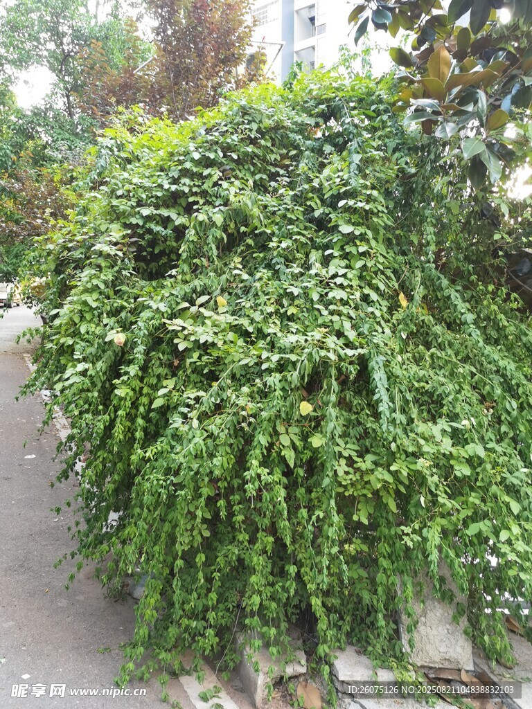 垂吊绿植覆盖的景观角落