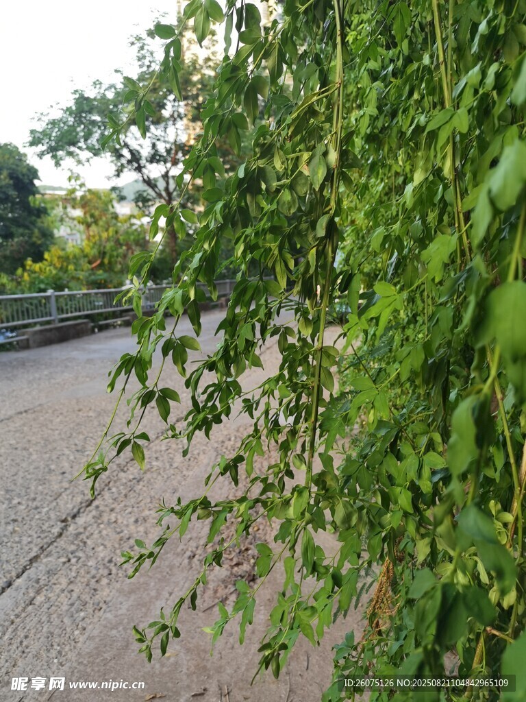 路边繁茂的绿色藤蔓植物