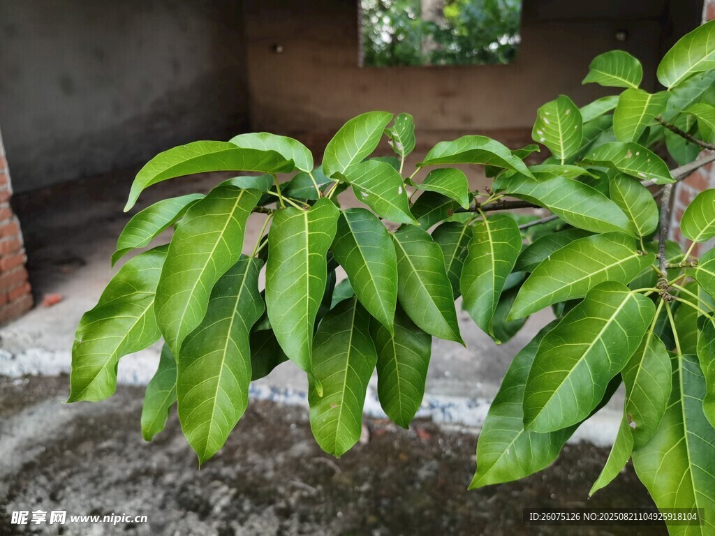 绿叶繁茂的枝叶