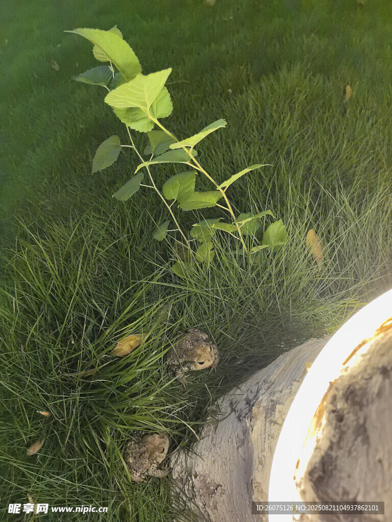 草丛中的嫩绿植物与癞蛤蟆