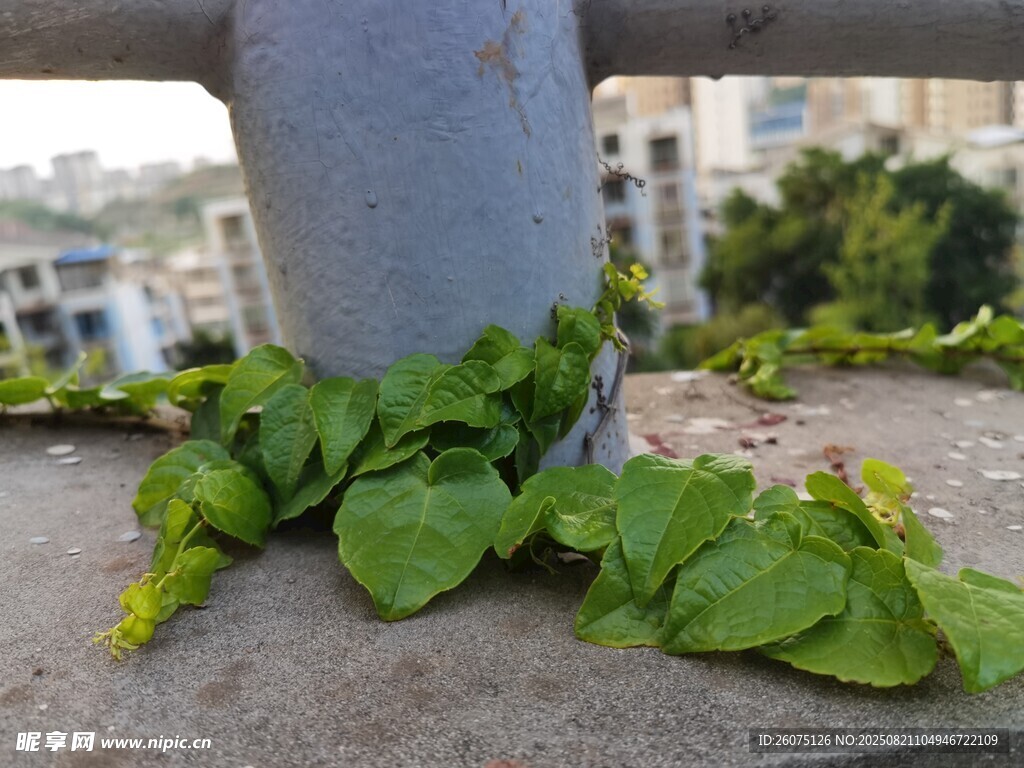 石柱旁生长的翠绿藤蔓植物