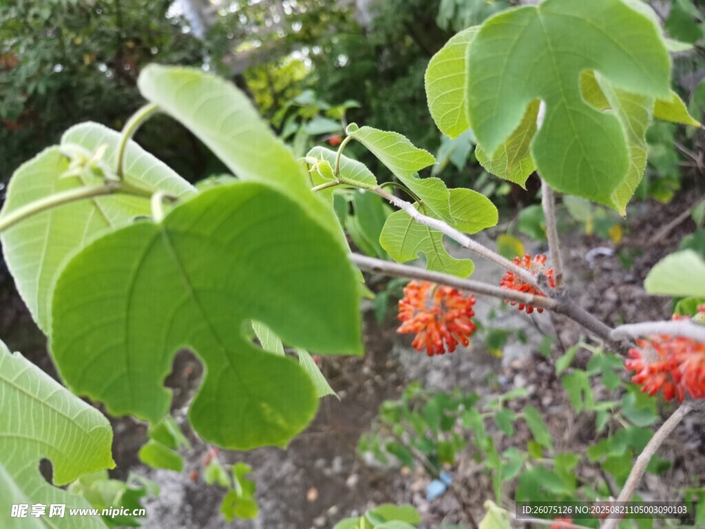 绿叶间的红色果实
