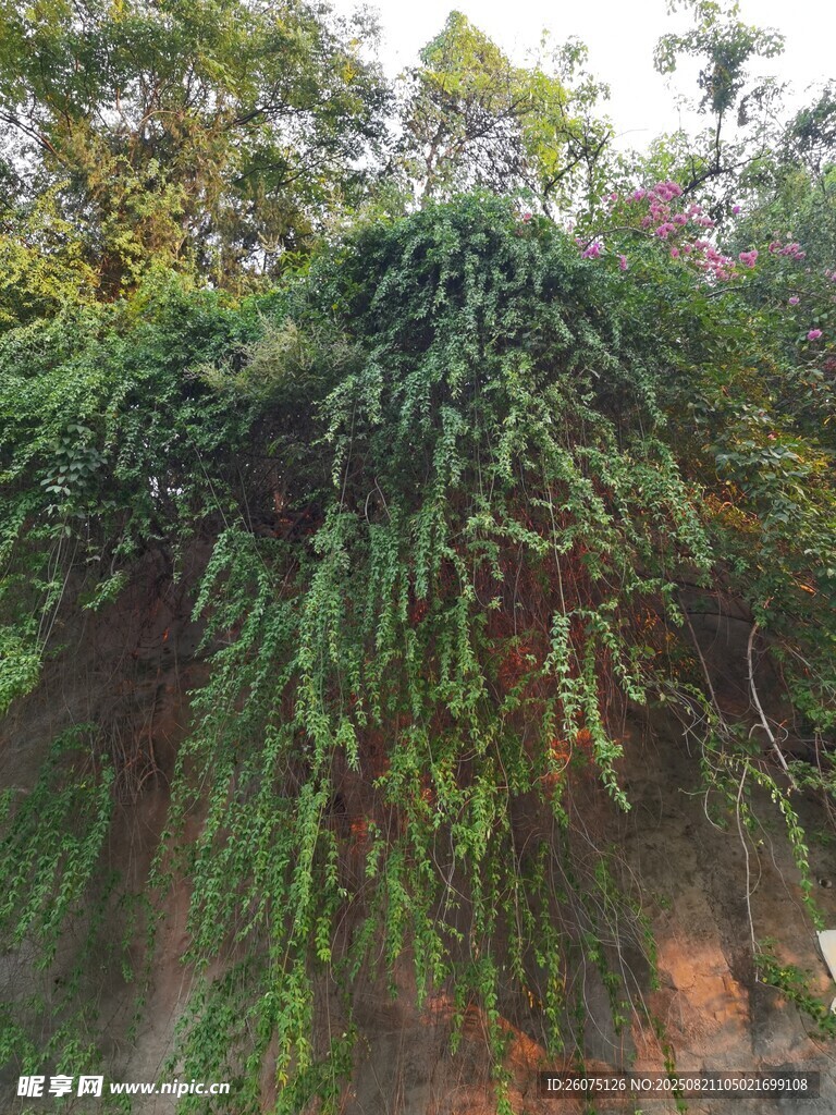 繁茂绿植覆盖的墙面景观