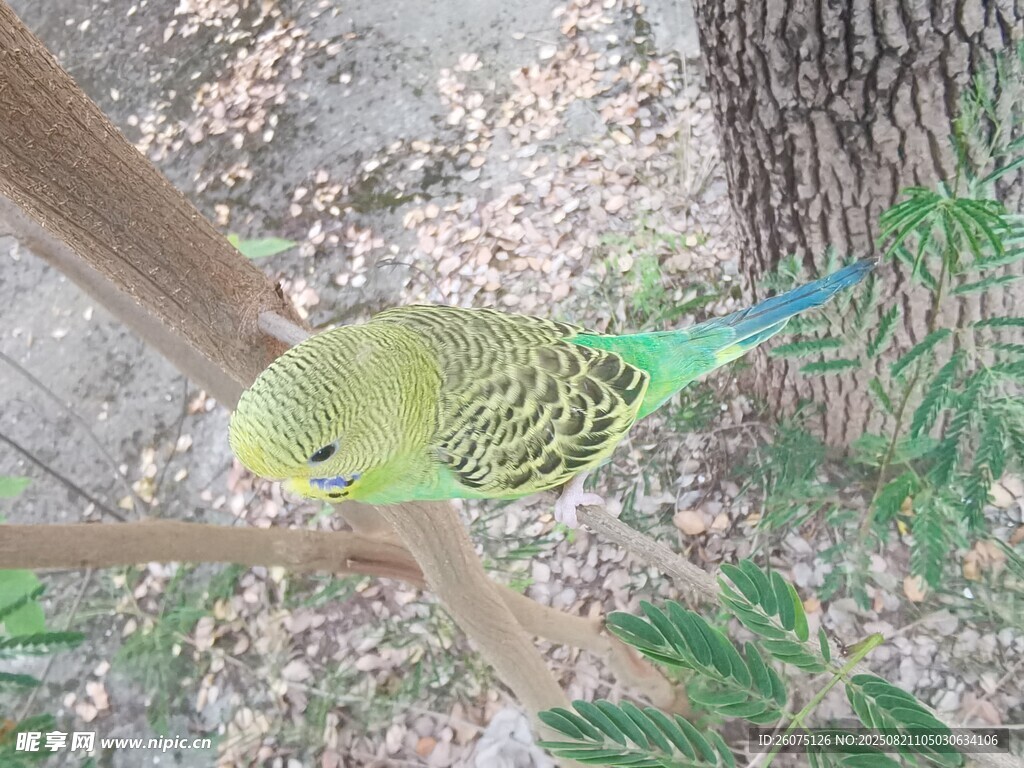 枝头绿鹦鹉