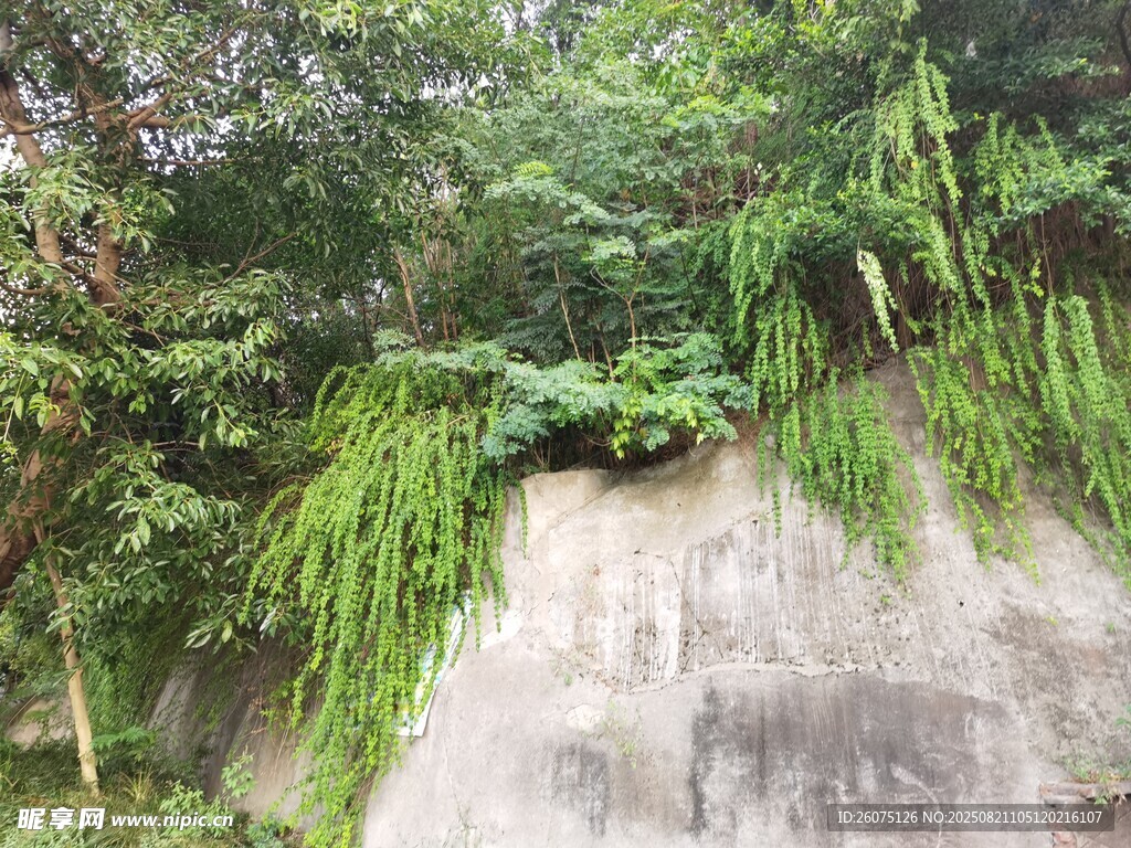 崖壁上垂下的葱郁绿植