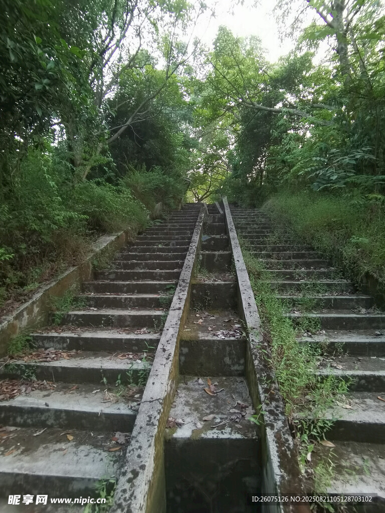废弃石阶隐于葱郁林间