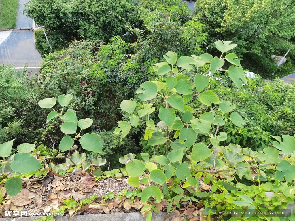 绿叶繁茂的户外植物景观